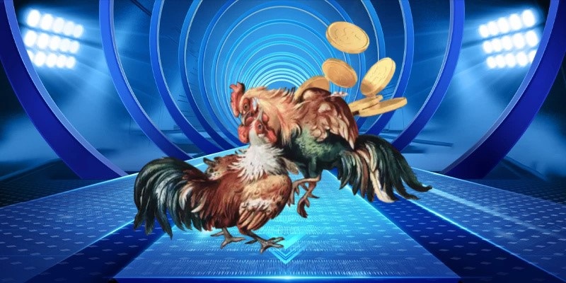 Cần phân tích các chiến kê trước khi tham gia đặt cược