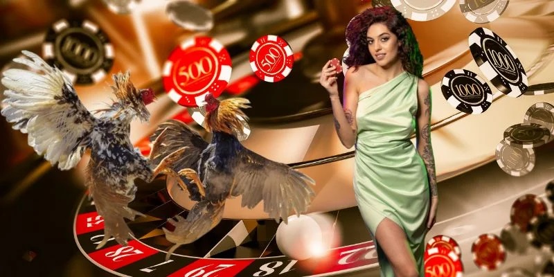 Đá gà Dafabet có hệ thống phát livestream chuyên nghiệp