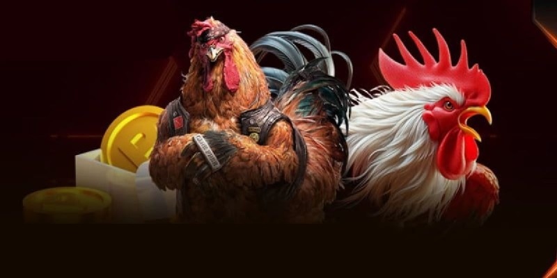 Nhà cái đưa ra lịch thi đấu liên tục, rõ ràng